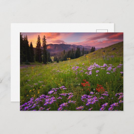 花 |コロラド州の紫色の野生の花 ポストカード (正面/裏面)
