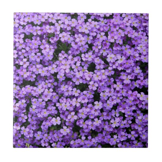 花 – スミレ – 美しい タイル (正面)
