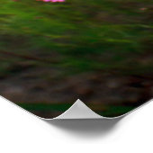 花 |チェンライ県、タイ ポスター (角)