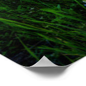 花 |テキサス州ブルーボンネット&インディアンペイントブラシ ポスター (角)