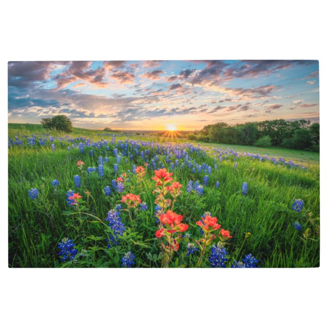 花 |テキサス州ブルーボンネット&インディアンペイントブラシ メタルプリント (正面)