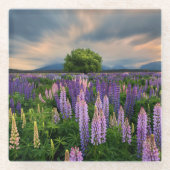 花 |ニュージーランドのルピネ畑 ガラスコースター (正面)