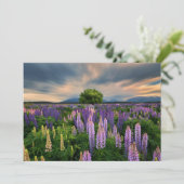 花 |ニュージーランドのルピネ畑 サンキューカード (スタンド正面)