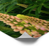 花 |ニュージーランドのルピネ畑 ポスター (角)