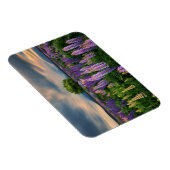 花 |ニュージーランドのルピネ畑 マグネット (右側)