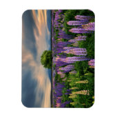 花 |ニュージーランドのルピネ畑 マグネット (縦)