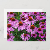 花 |ピンクのコンフロアーガーデン ポストカード (正面/裏面)