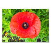 花 フォトプリント            (正面)