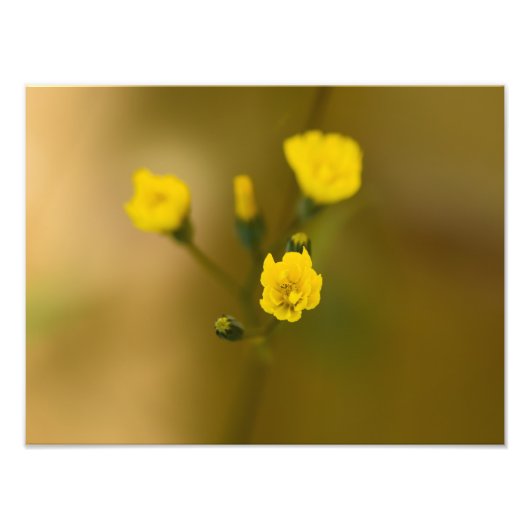 花 フォトプリント            (正面)
