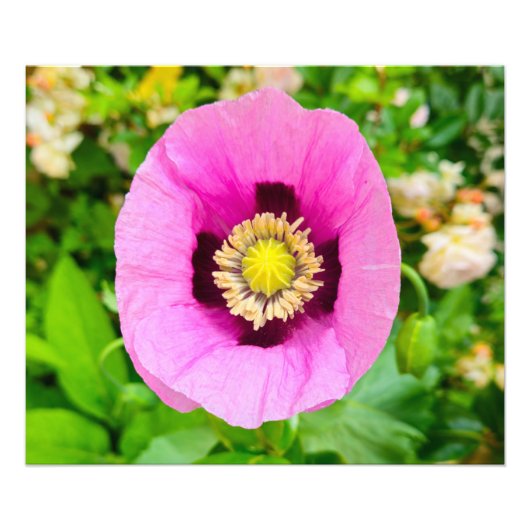花 フォトプリント            (正面)