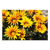 花 フォトプリント            (正面)