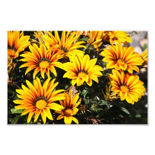 花 フォトプリント            (正面)