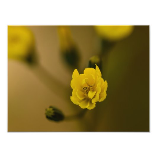 花 フォトプリント            (正面)
