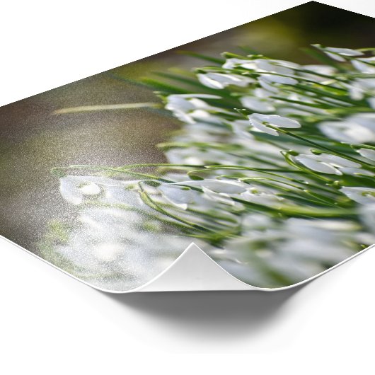 花 フォトプリント            (角)