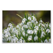 花 フォトプリント            (正面)