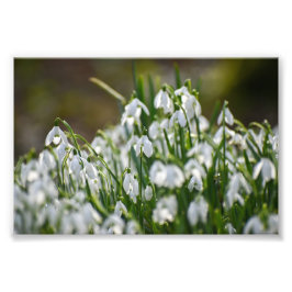 花 フォトプリント           