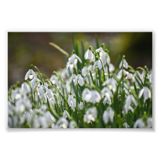 花 フォトプリント            (正面)