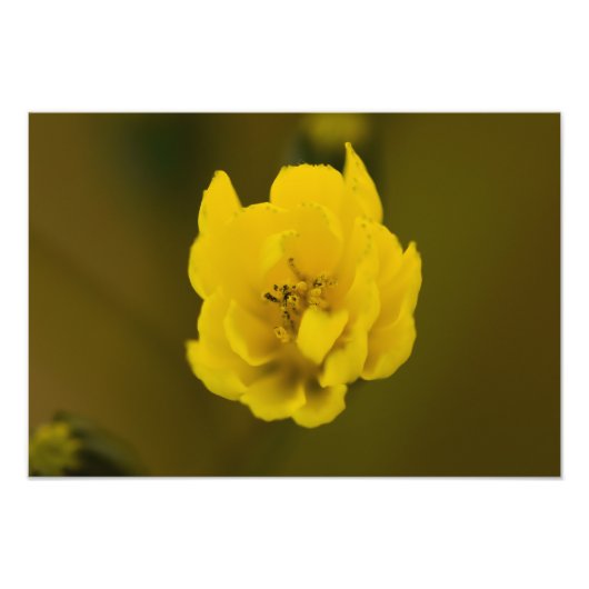 花 フォトプリント            (正面)