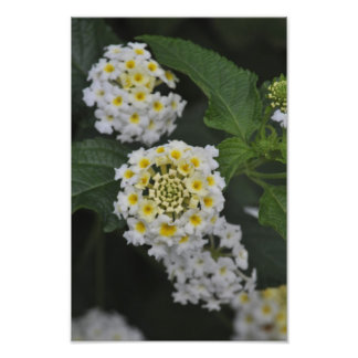 花 – フローレス フォトプリント           