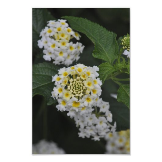 花 – フローレス フォトプリント            (正面)