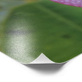 花、プルメリアsp.)、南太平洋、ニウエ フォトプリント            (角)