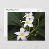 花 - ベリングラス園芸植物園 ポストカード (正面/裏面)