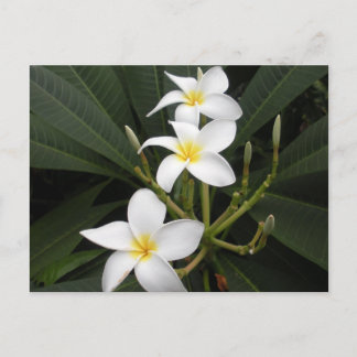 花 - ベリングラス園芸植物園 ポストカード