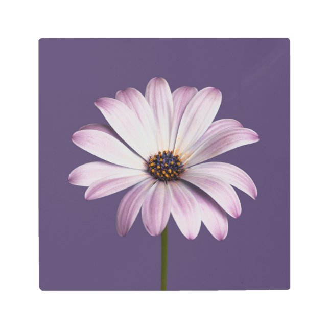 花 |ホワイト&パープルデイジー メタルプリント (正面)