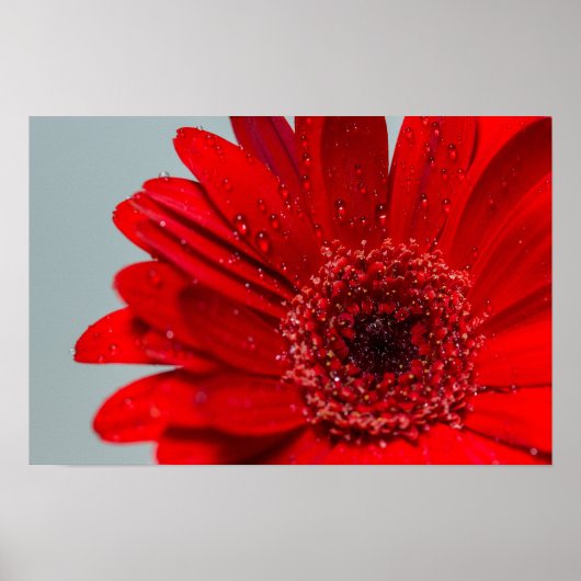 花 ポスター (正面)