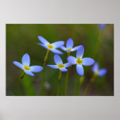 花 ポスター (正面)