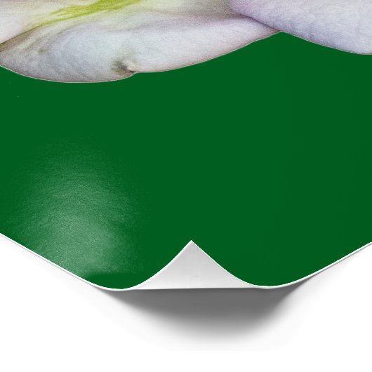 花 ポスター (コーナー)