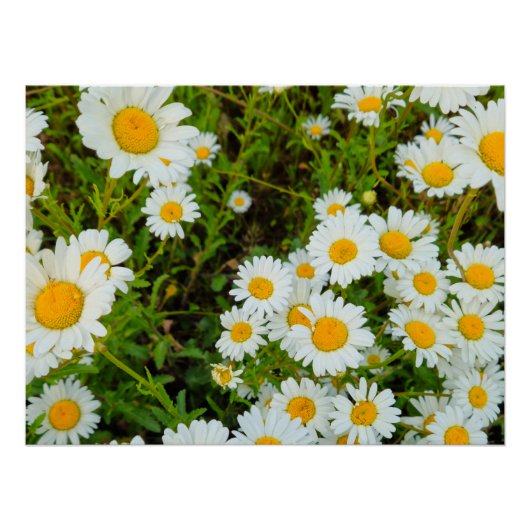 花 ポスター (正面)