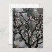 花  ポストカード (正面/裏面)