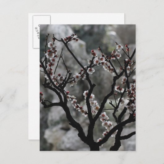 花  ポストカード (正面/裏面)