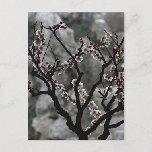 花  ポストカード (正面)