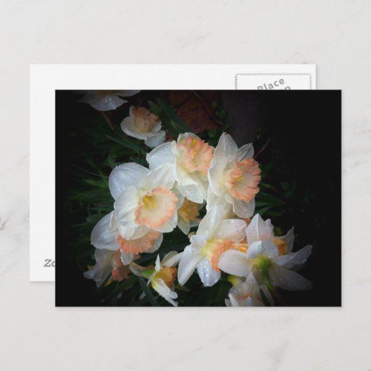 花 ポストカード (正面/裏面)