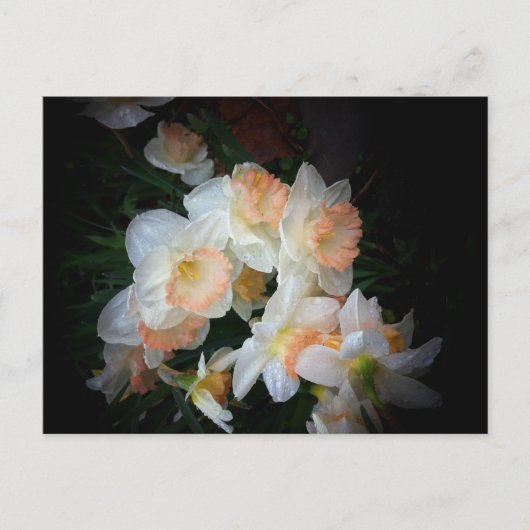 花 ポストカード (正面)