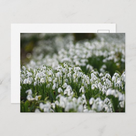 花 ポストカード (正面/裏面)