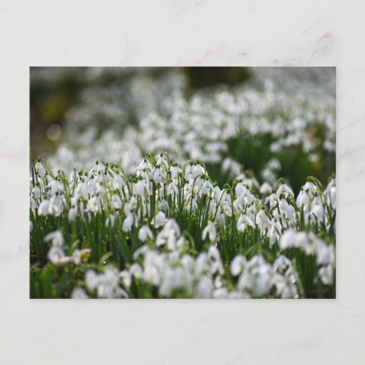 花 ポストカード (正面)