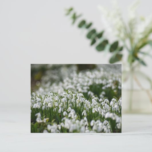 花 ポストカード (スタンド正面)