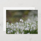 花 ポストカード (正面/裏面)