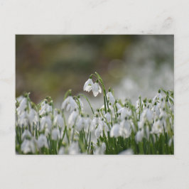 花 ポストカード