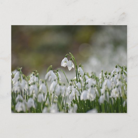 花 ポストカード (正面)