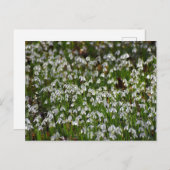 花 ポストカード (正面/裏面)