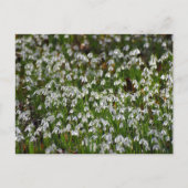 花 ポストカード (正面)