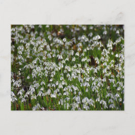 花 ポストカード