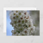 花 ポストカード (正面/裏面)