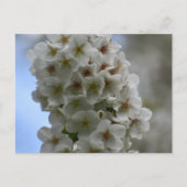 花 ポストカード (正面)