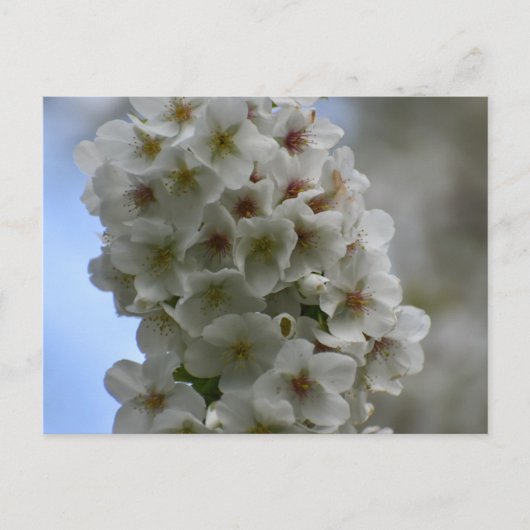 花 ポストカード (正面)