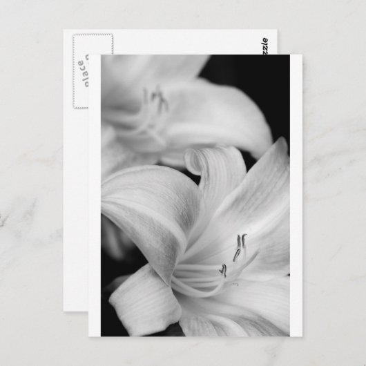 花 ポストカード (正面/裏面)